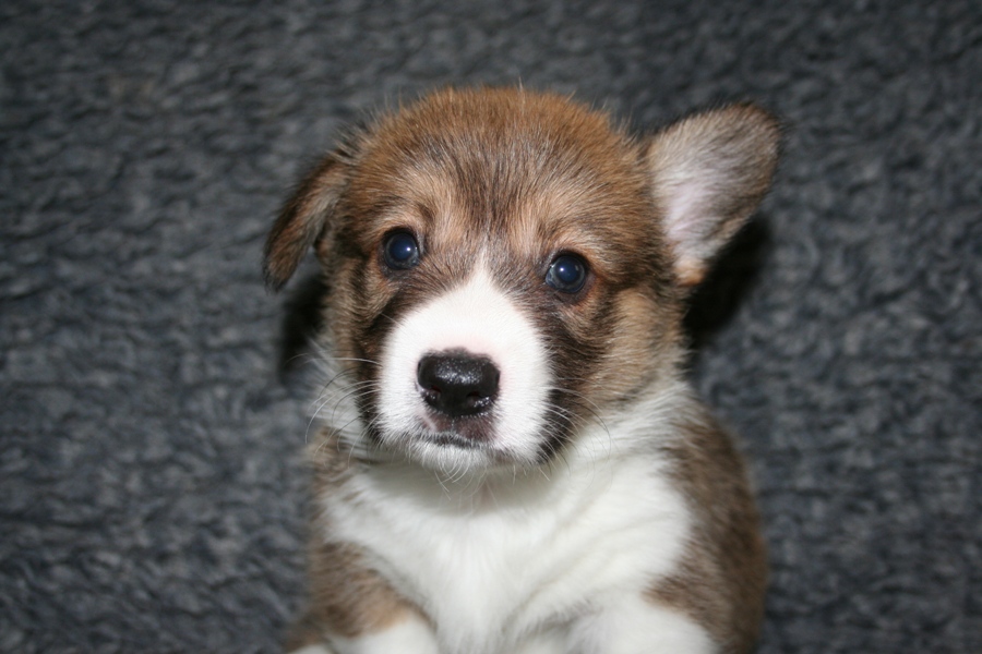 Puppies